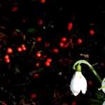 Snowdrop high definition wallpapers