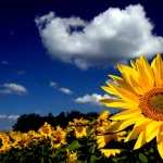 Sunflower pic