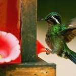 Colibri high quality wallpapers