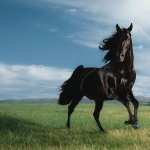 Horse high definition wallpapers