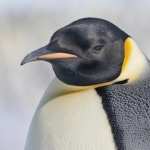 Penguin full hd