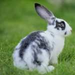 Rabbit high definition photo