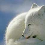 Arctic Fox desktop