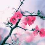 Blossom wallpapers for android