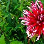 Dahlia high definition wallpapers