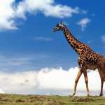 Giraffe wallpapers for desktop