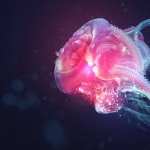 Jellyfish high quality wallpapers