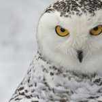 Snowy Owl high quality wallpapers