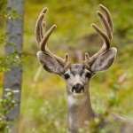 Deer high definition photo