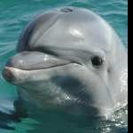 Dolphin wallpapers hd