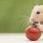 Hamster free wallpapers
