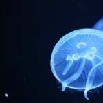 Jellyfish hd wallpaper