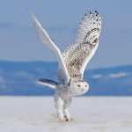 Snowy Owl desktop wallpaper