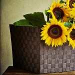 Sunflower widescreen