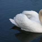 Swans free