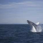 Whale high definition wallpapers