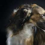 Afghan Hound free wallpapers