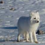 Arctic Fox photos