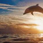 Dolphin high definition wallpapers