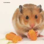 Hamster high definition photo
