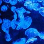 Jellyfish 2016