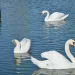 Swans widescreen