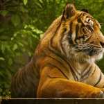 Tiger hd desktop