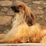 Afghan Hound wallpapers