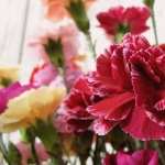 Carnation wallpapers hd