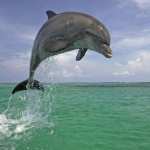 Dolphin pic