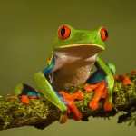 Frog wallpapers for android