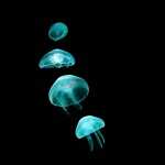 Jellyfish download wallpaper