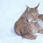 Lynx hd pics
