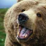 Bears desktop