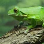 Frog high quality wallpapers