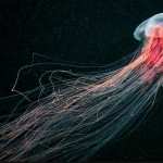 Jellyfish full hd
