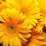 Sunflower 1080p