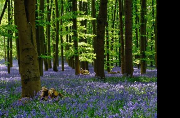 Bluebell wallpapers hd quality