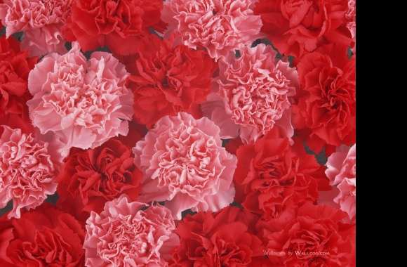 Carnation wallpapers hd quality