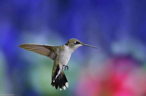 Colibri wallpapers hd quality
