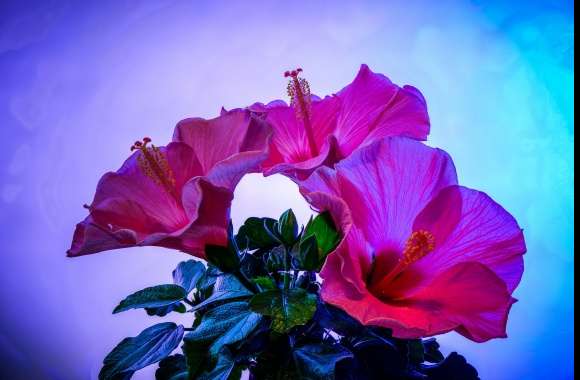 Hibiscus wallpapers hd quality