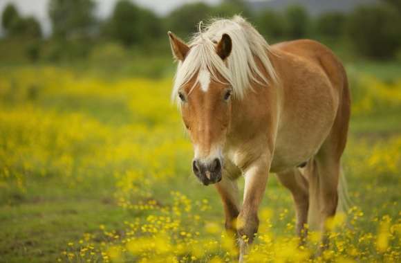 Horse wallpapers hd quality