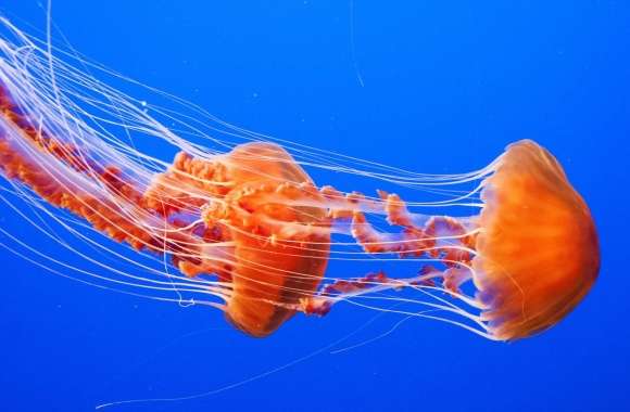 Jellyfish wallpapers hd quality
