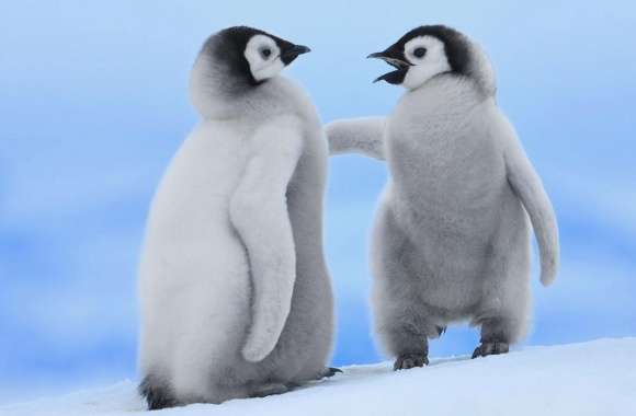 Penguin wallpapers hd quality