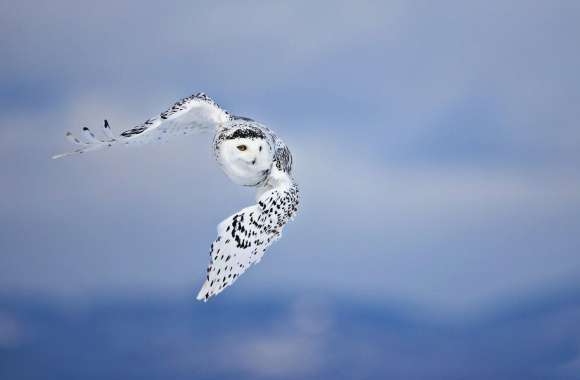 Snowy Owl wallpapers hd quality