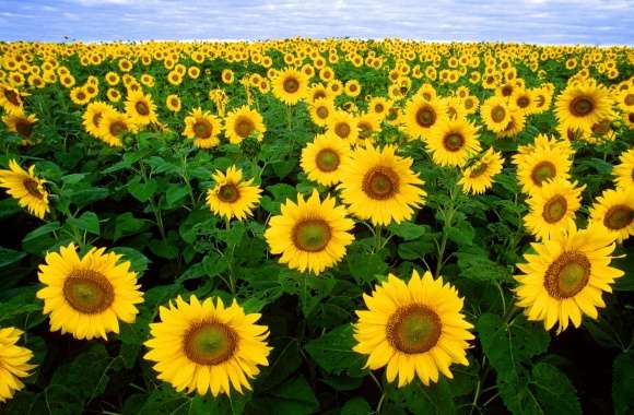 Sunflower wallpapers hd quality