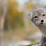 Arctic Fox hd pics