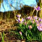 Crocus hd photos