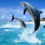 Dolphin hd pics