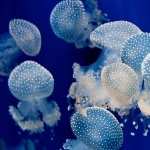 Jellyfish pics